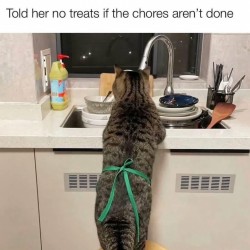 For the cat lovers