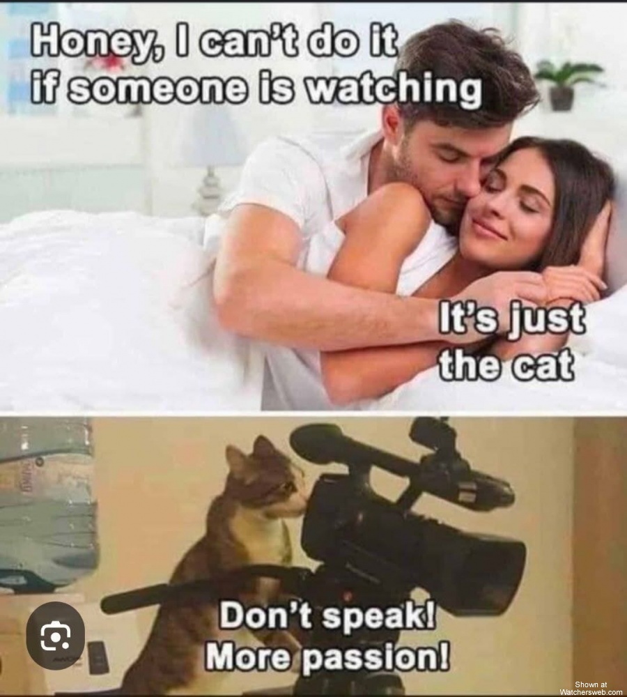 Cats #0